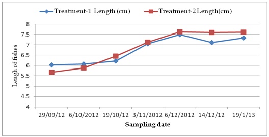 Fig: Increase of length of magur fry in treatment 1 and treatment 2.