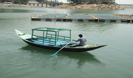 Fig: Experimental cage culture at Maithon reservoirs by CIFRI.