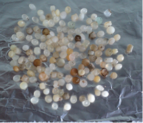 Fig: Plastic resin pellets found in Mumbai beaches