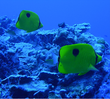 Fig: Photographic record of Chaetodon interruptus observed on the reef slope of Kavaratti Island