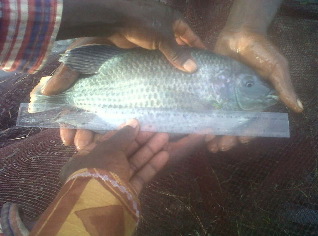 Fig: Oreochromis macrochir raised from the Kambashi cages in 240 days, weighing 350 g and total length of 28 cm