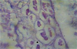 Control Histological section of Clarias gariepinus intestine control shows normal columnar epithelium circular muscle fibre and intestine